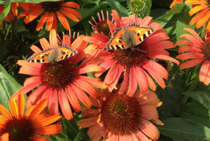 Echinacea Butterflyª 'Orange Skipper' PPAF