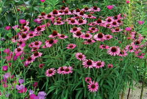 Echinacea Pixie Meadowbriteª ('CBG Cone2' PP18546)