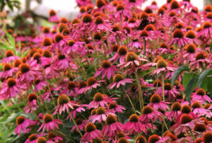 Echinacea purpurea PowWow¨ Wild Berry
