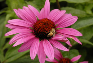 Echinacea purpurea 'Ruby Star'