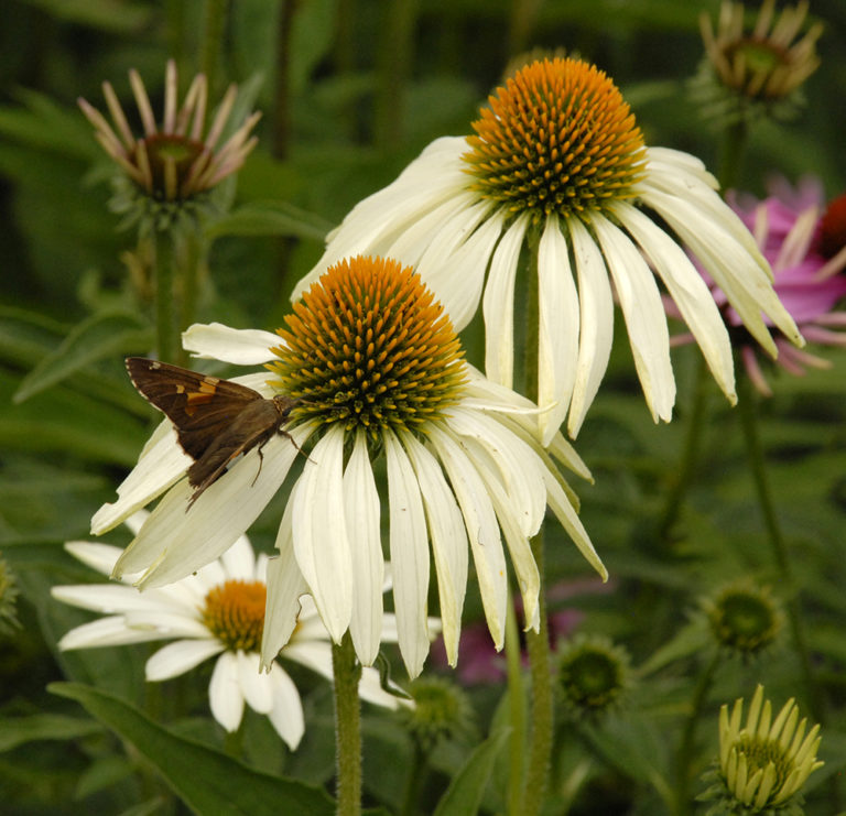 Echinacea purpurea 'White Swan' Stonehouse Nursery