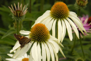 Echinacea purpurea 'White Swan'