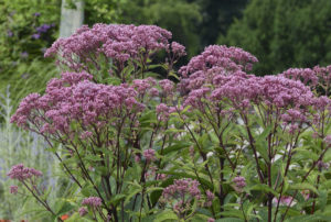 Eupatorium dubium 'Baby Joe' PP20320