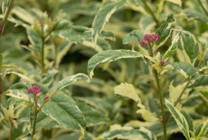 Eupatorium fortunei 'Pink Frost'