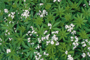 Galium odoratum