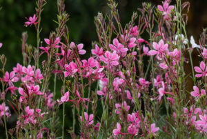 Gaura lindheimeri 'Pink Cloud'