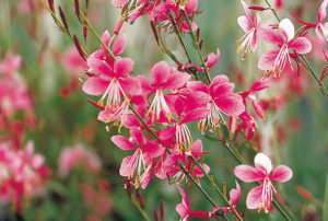 Gaura lindheimeri 'Siskiyou Pink'