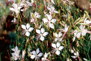 Gaura lindheimeri 'Whirling Butterflies'