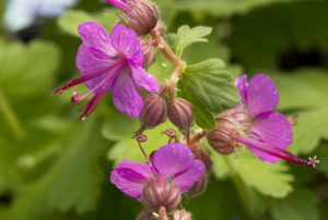Geranium macrorrhizum 'Bevan's Variety'