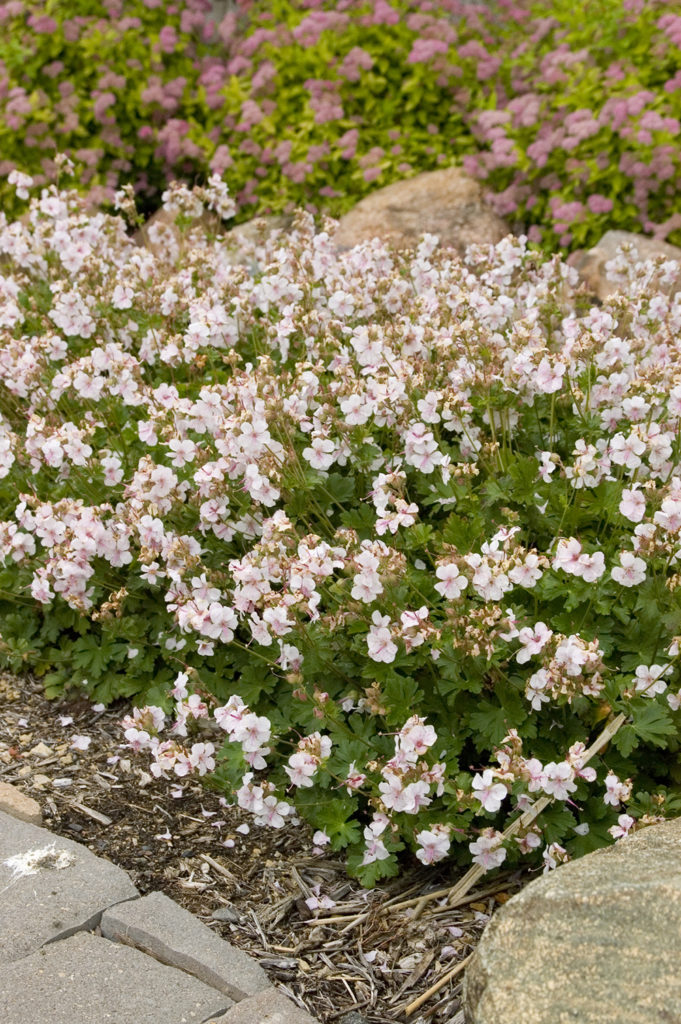 Geranium x cantabrigiense 'Biokovo' Stonehouse Nursery