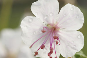 Geranium x cantabrigiense 'Biokovo'