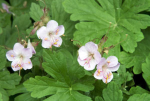 Geranium macrorrhizum 'Ingwersen's Variety'