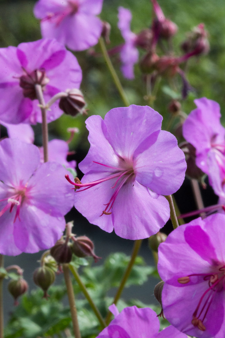 Geranium x cantabrigiense 'Karmina' Stonehouse Nursery