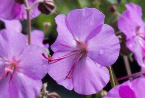 Geranium x cantabrigiense 'Karmina'