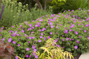 Geranium sanguineum ÔMax FreiÕ
