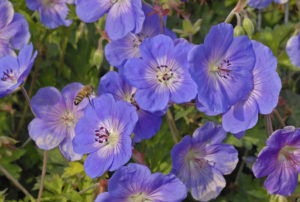 Geranium 'Rozanne' PP12175
