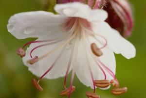 Geranium macrorrhizum 'Spessart'