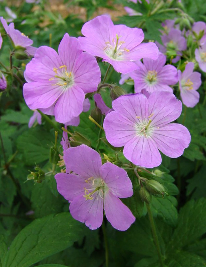 Geranium Maculatum Stonehouse Nursery