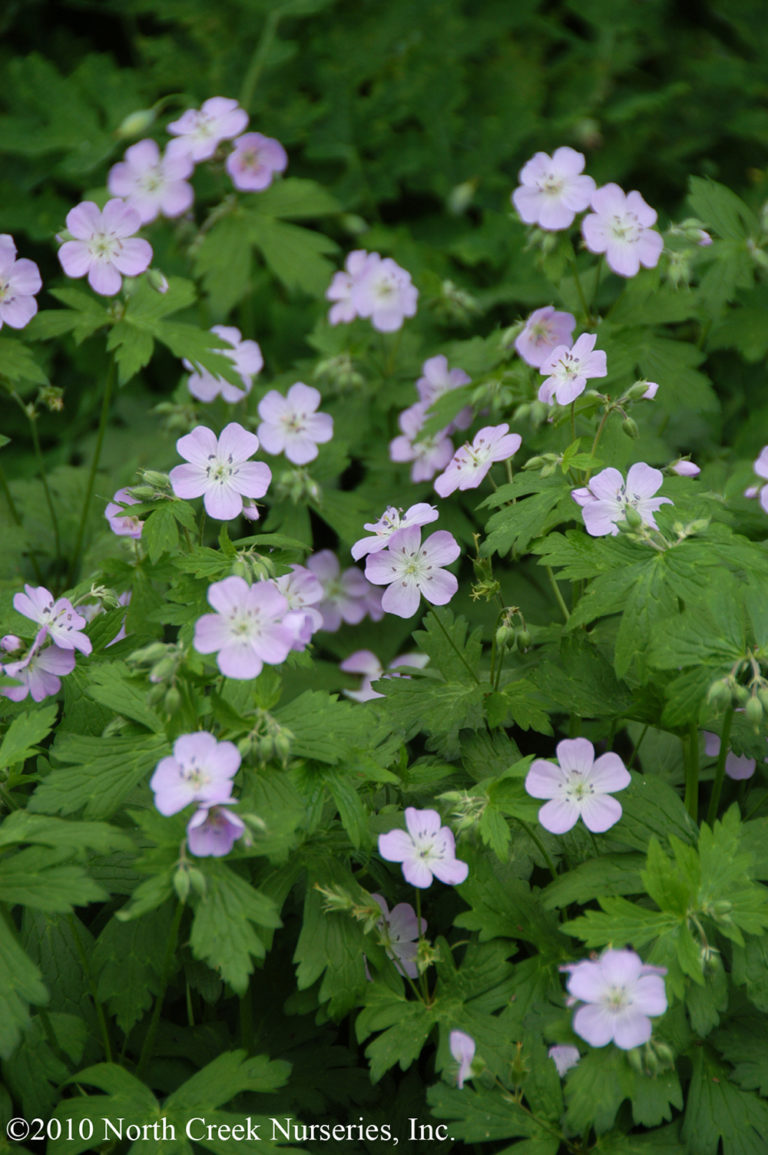 Geranium maculatum | Stonehouse Nursery