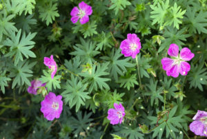 Geranium sanguineum