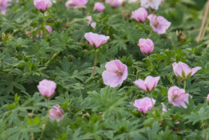 Geranium sanguineum var. striatum