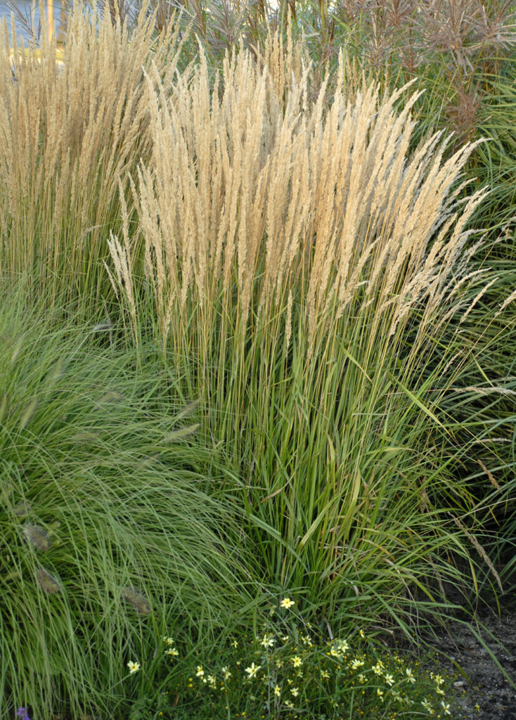 Calamagrostis X Acutiflora Karl Foerster Stonehouse Nursery