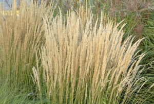 Calamagrostis x acutiflora 'Karl Foerster'