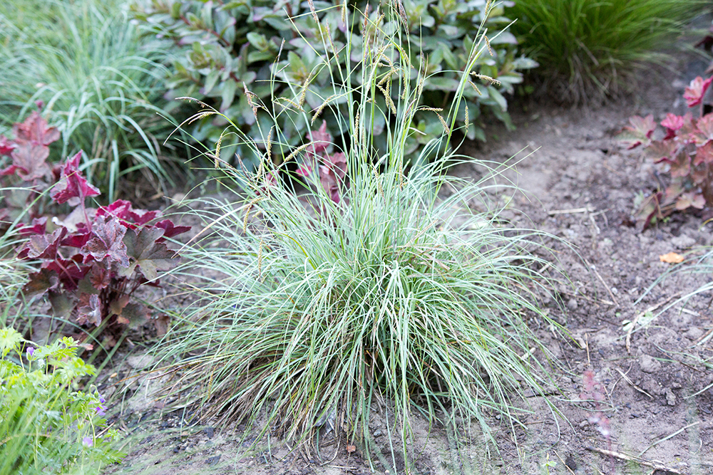 Carex flacca ÔBlue ZingerÕ