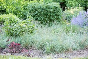 Carex flacca 'Blue Zinger'