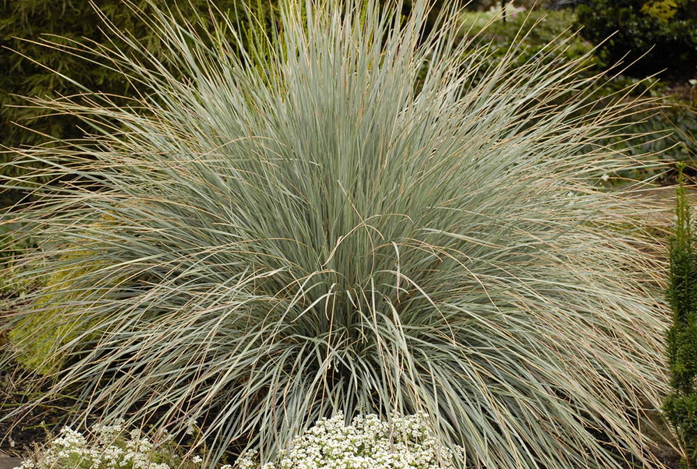 Grasses Search | Stonehouse Nursery