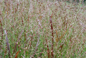 Panicum virgatum 'Shenandoah'