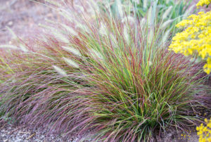 Pennisetum alopecuroides 'Burgundy Bunny' PP21917