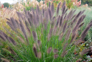 Pennisetum alopecuroides 'Ginger Love' PP26442