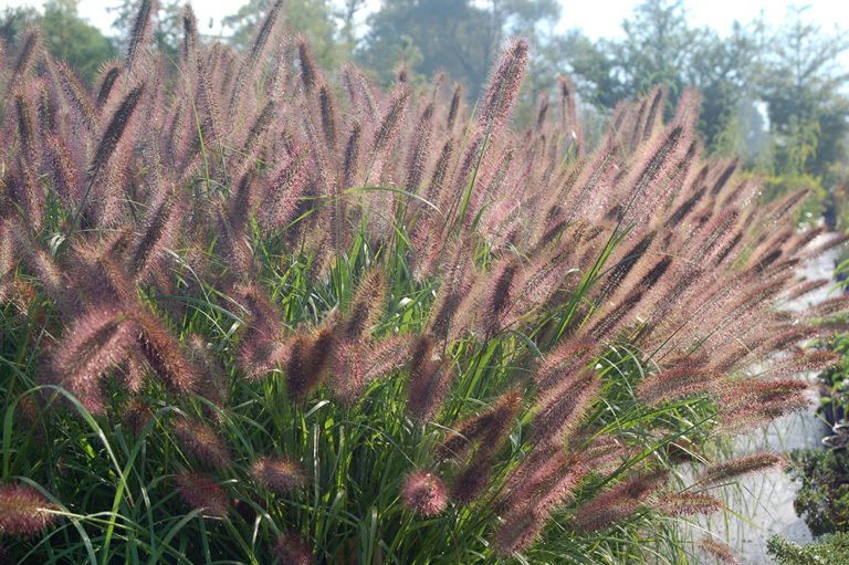 Pennisetum alopecuroides 'Ginger Love' PP26442 | Stonehouse Nursery