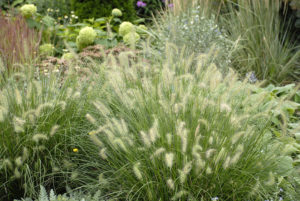 Pennisetum alopecuroides ÔHamelnÕ