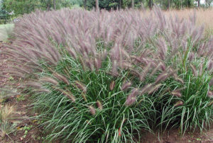 Pennisetum alopecuroides 'Red Head'