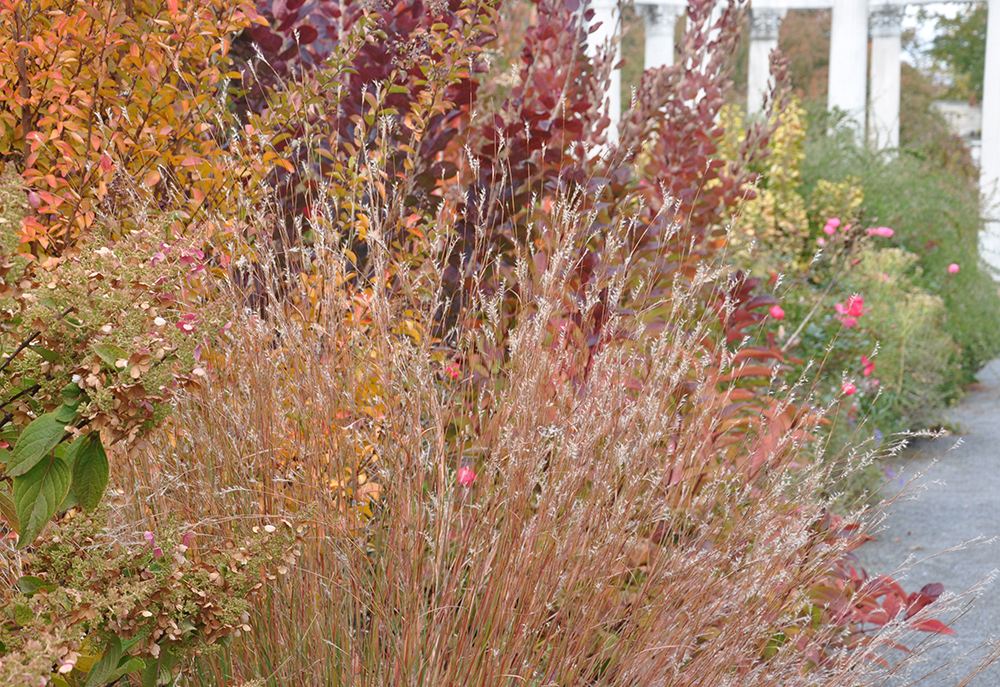 Schizachyrium Scoparium Stonehouse Nursery