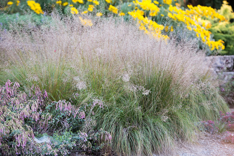 Sporobolus heterolepis | Stonehouse Nursery