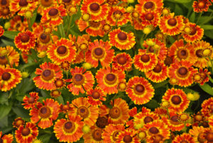 Helenium autumnale Mariachiª 'Fuego' PP25977