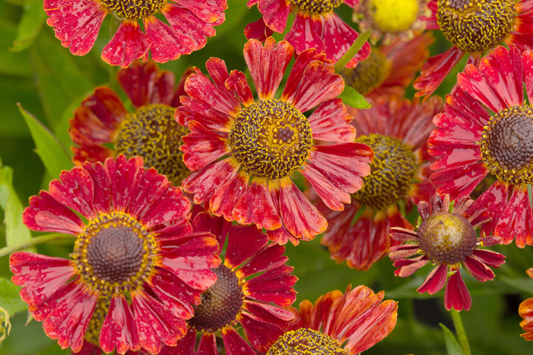 Helenium autumnale Mariachi™ 'Salsa' PP25978 | Stonehouse Nursery