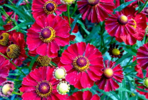 Helenium autumnale Mariachiª 'Siesta' PP25969