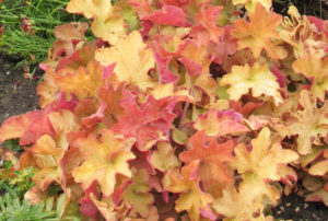 Heuchera 'Caramel' PP16560