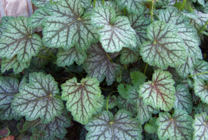 Heuchera 'Green Spice'