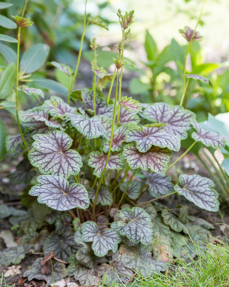 Heuchera 'Green Spice' | Stonehouse Nursery