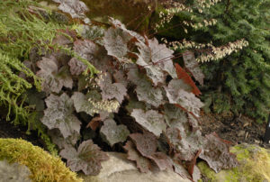 Heuchera micrantha 'Palace Purple'