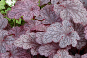 Heuchera 'Plum Pudding'