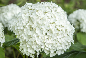 Hydrangea arborescens 'Annabelle'