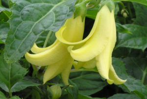 Kirengeshoma palmata