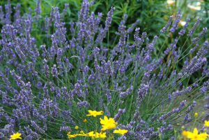 Lavandula x intermedia 'Grosso'