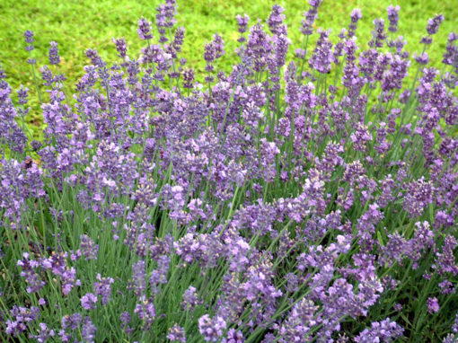 Lavandula x intermedia Phenomenal® ('Niko' PP24193) | Stonehouse Nursery